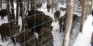 Sangliers dans la neige en hiver dans un enclos clôturé solidement