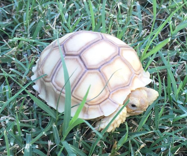 African Sulcata Hatchling