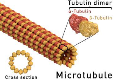 Microtubule alpha and beta dimers