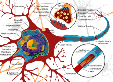 Brain Neuron Cell parts