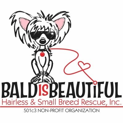 Bald is Beautiful Hairless and Small Breed Dog Rescue Shopping