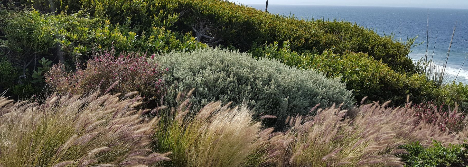 Landscape maintenance and gardeners in Malibu, CA