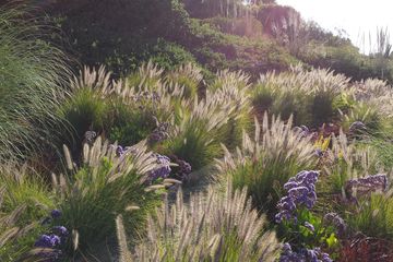 Drought tolerant landsaping in Malibu, CA