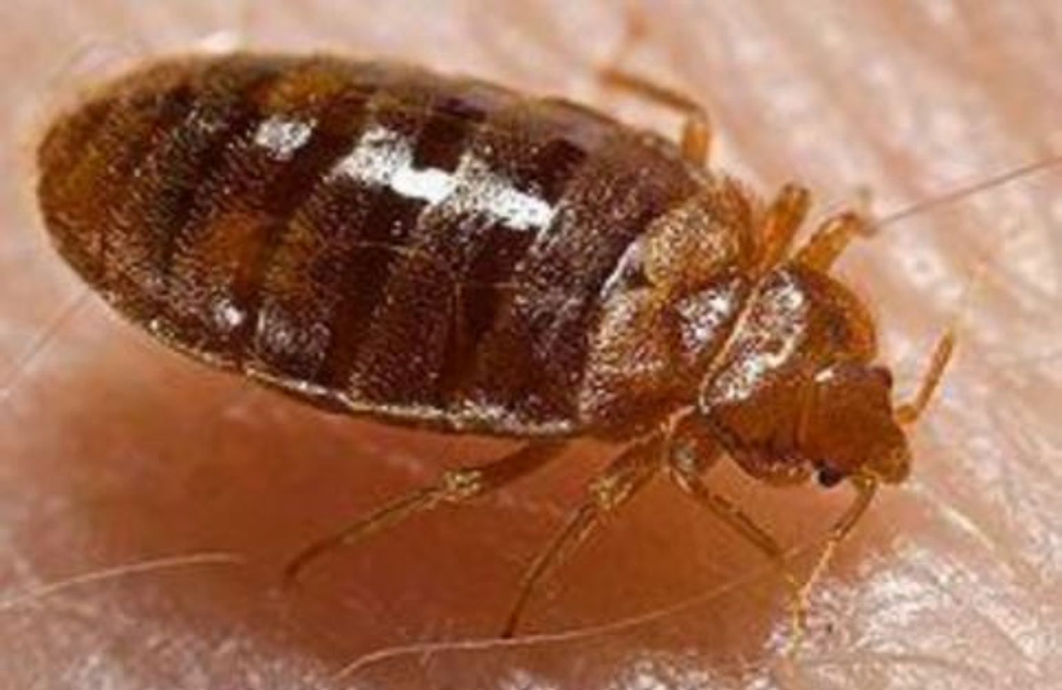 Bedbug, bed bug, baltimore bedbug
