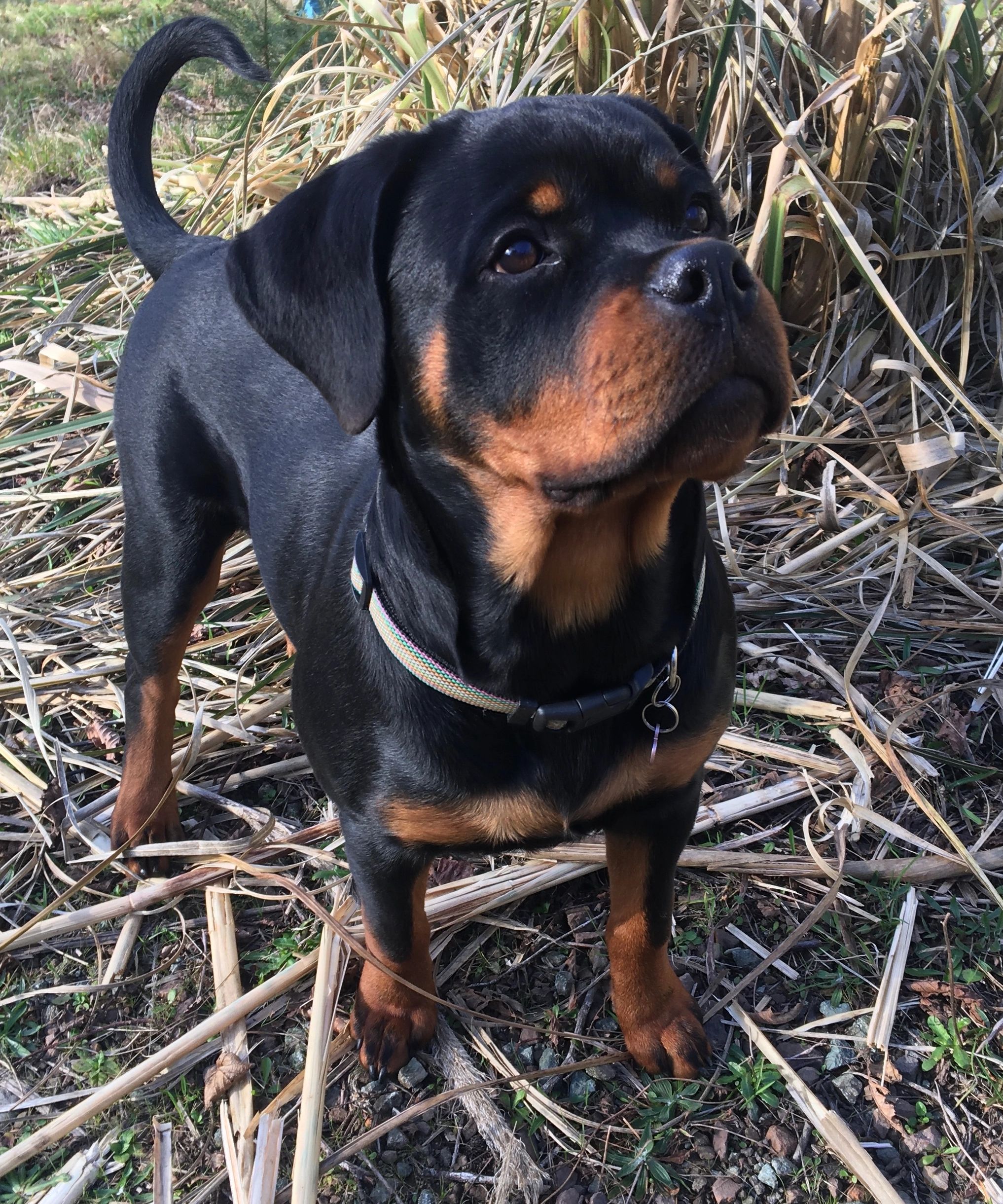 when do rottweiler puppies open their eyes