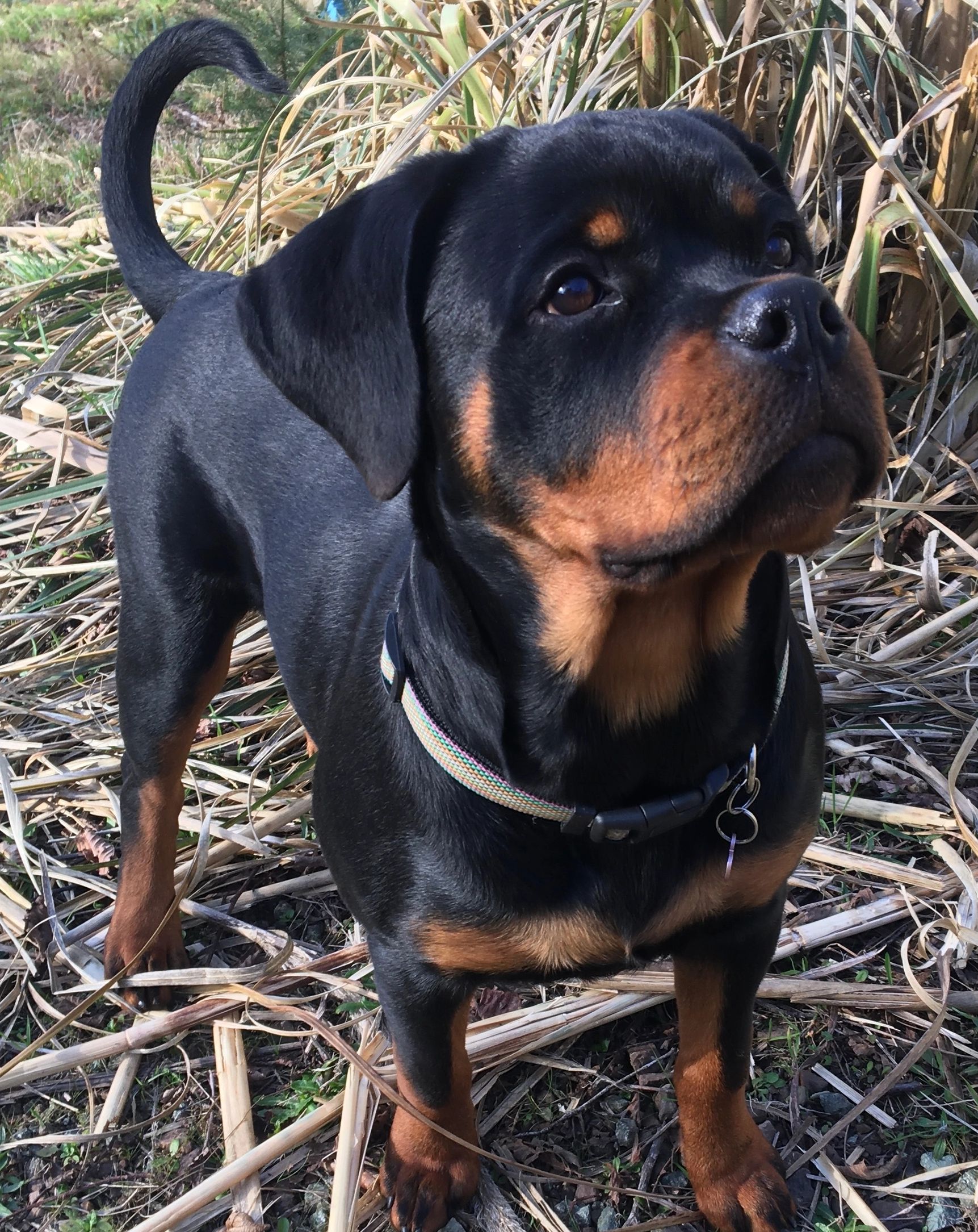 Penny, bred from Scotty's California Rottweiler Ranch, #84GotRotts, 1844-687-6887