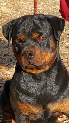 German Rottweiler Diamond sitting in dry grass, #84GotRotts, #18446876887