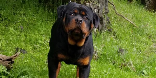 Rottweiler Puppies For Sale Scotty S California Rottweiler Ranch