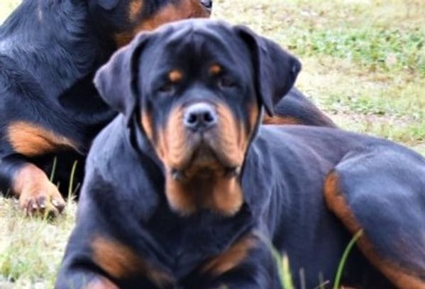 German Rottweiler Duchess sitting in the yard #84GotRotts, #18446876887