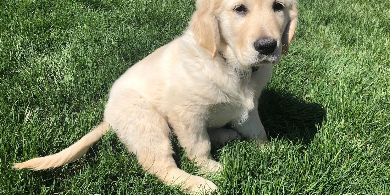 Golden Retriever on Sunny Grass