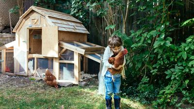 Un enfant portant une poule devant un poulailler.