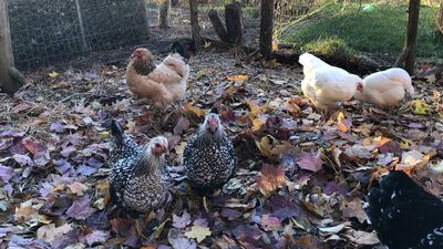Un groupe de poules passant un bon moment dans leur enclos.