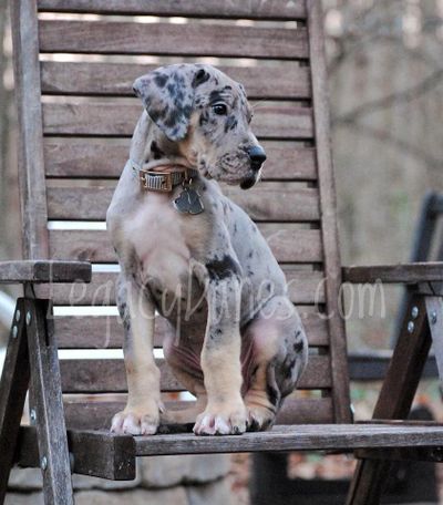 Lilac merle great outlet dane