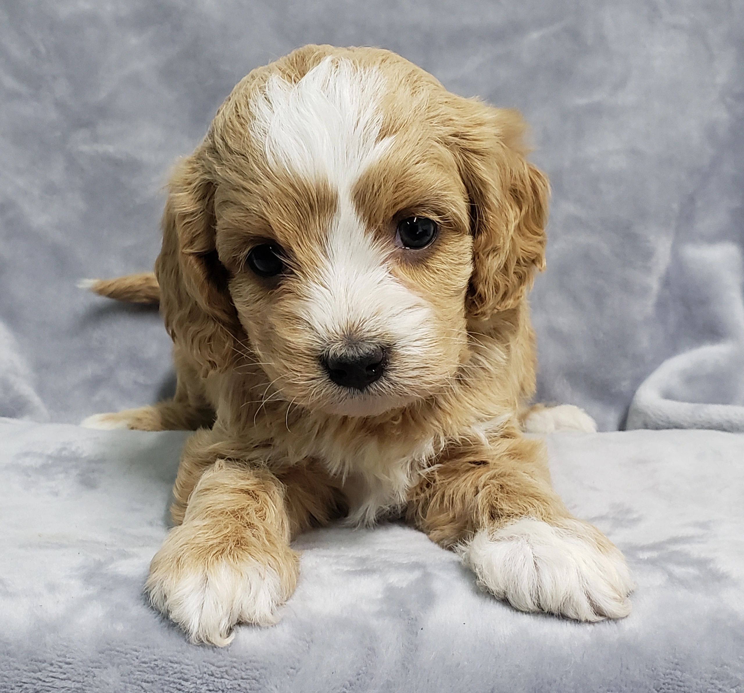 AKC Toy Poodles Your Next Cavapoo