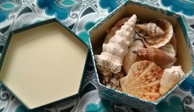 Blue and White Box with Assorted Shells