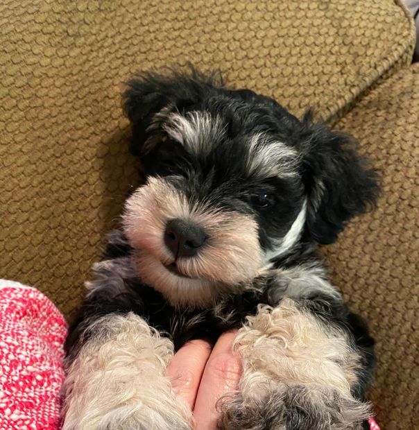 Black & Silver Male almost 7 weeks old
