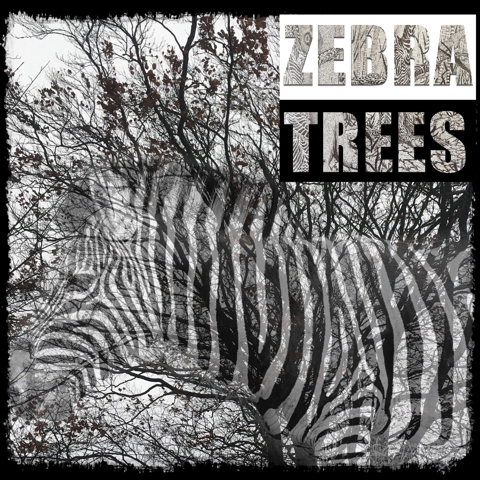 zebra wood tree