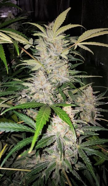 Auto Bruce Banner Feminized seeds