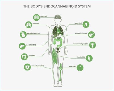 INDOCANNABINOID SYSTEM AND CBD