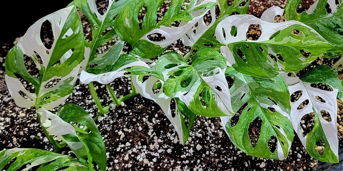 efg orchids,deland,volusia county,orchids,exotic plants,nursery