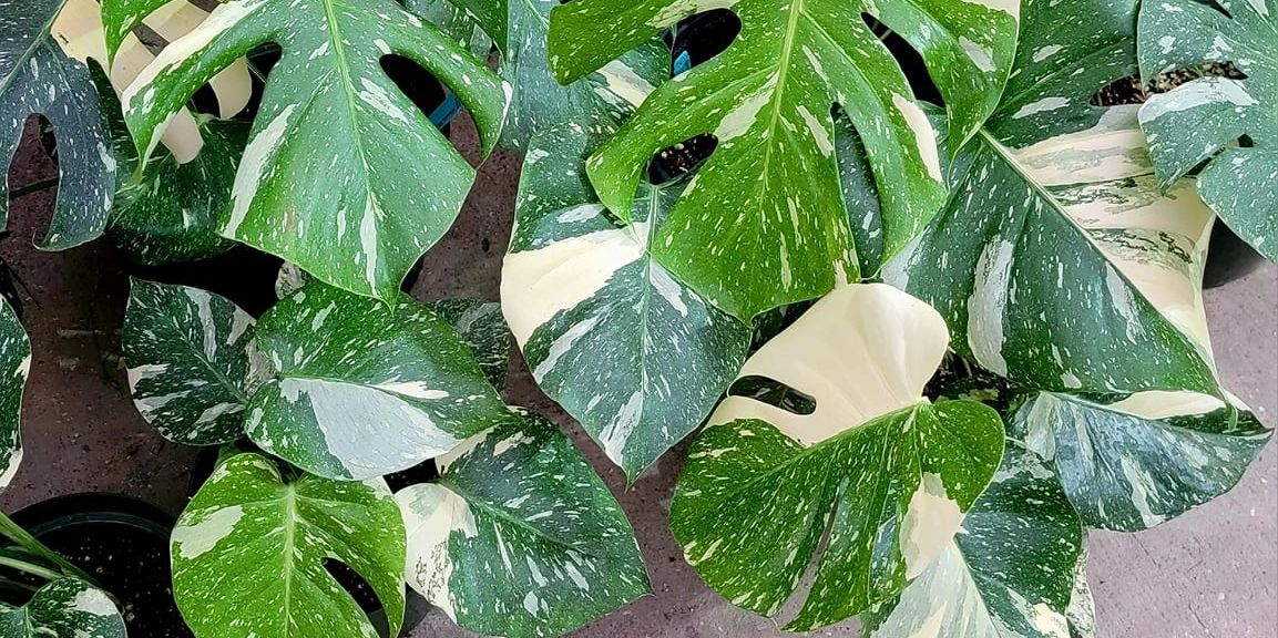 efg orchids,deland,volusia county,orchids,exotic plants,nursery