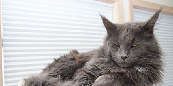 A gray Maine Coon cat lounging with a relaxed, sleepy expression.