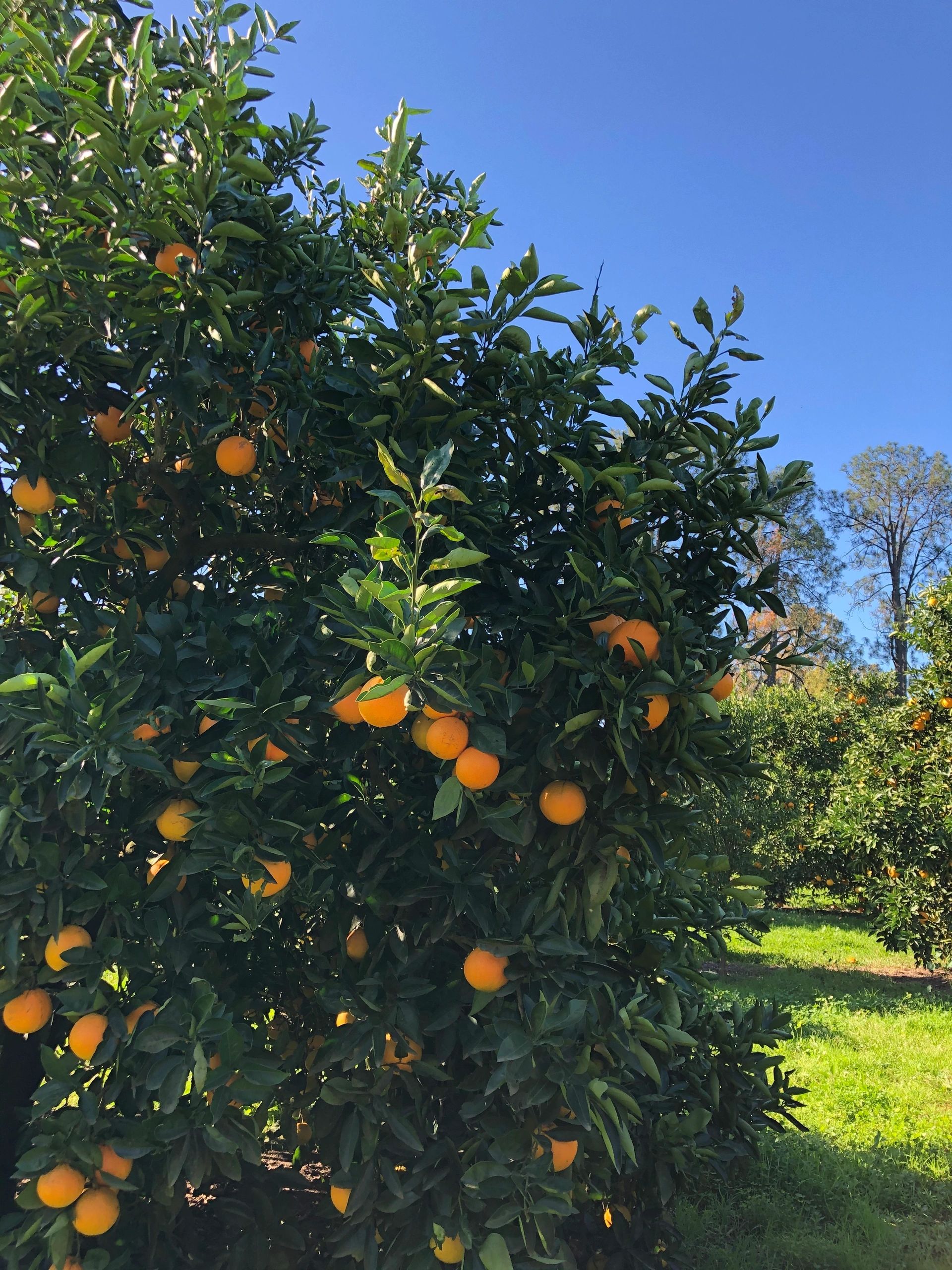 Schofields orchard - Orange Orchard, Frequently Asked Questions