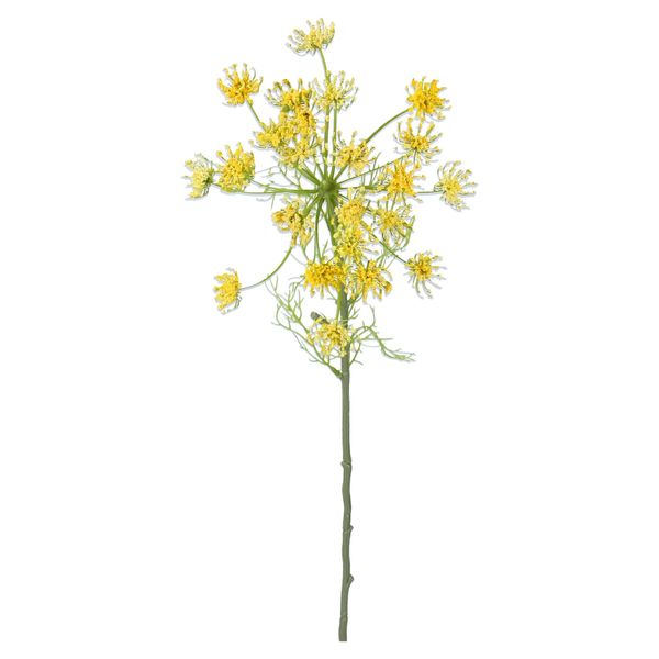 Stem 63cm - Yellow Queen Annes Lace