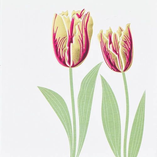 Tulips Q1243