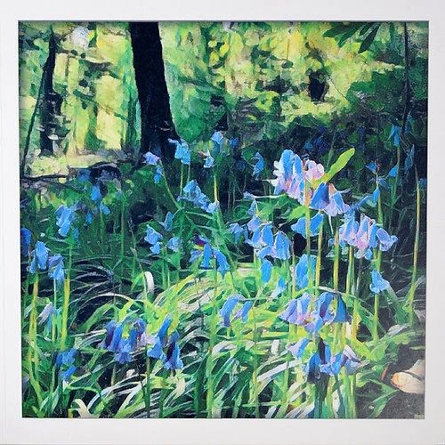 Bluebells PP09