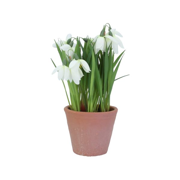 Potted Plant 23cm - Snowdrops in Terracotta