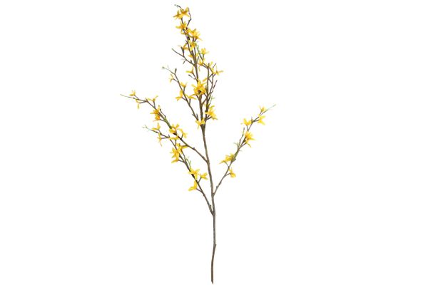 Forthysia Spray from Gisella Graham