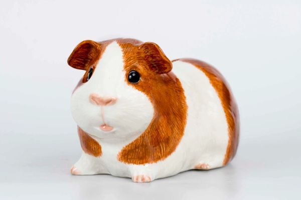 Guinea Pig Quail Money Box - Dutch