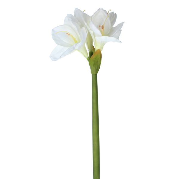 White Amaryllis Stem