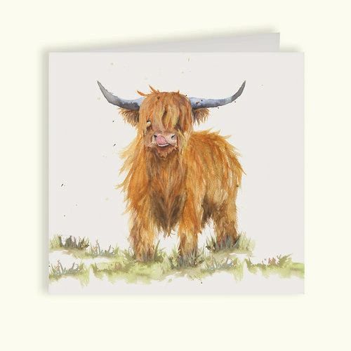 Highland Cow