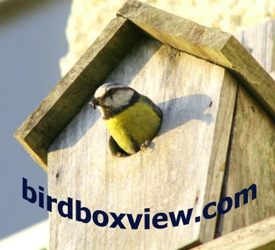 birdboxview  
