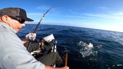 kayak yellowtail on the iron, video