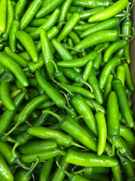 SERRANO CHILE