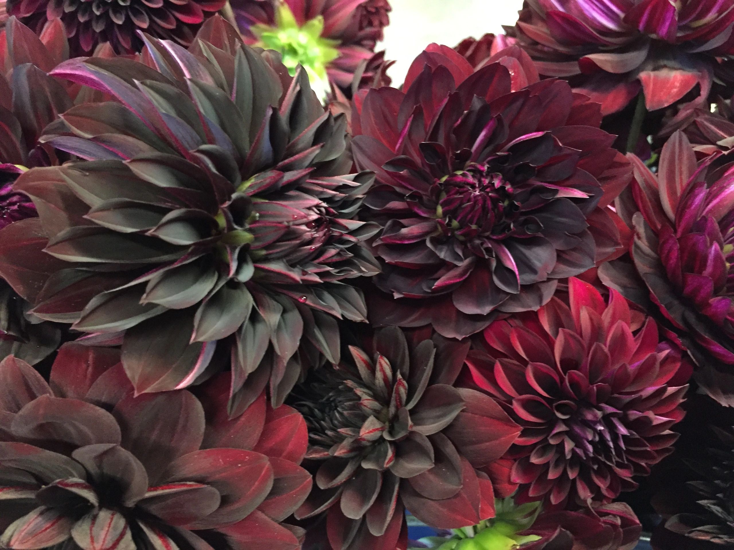 black dahlia flower bouquet