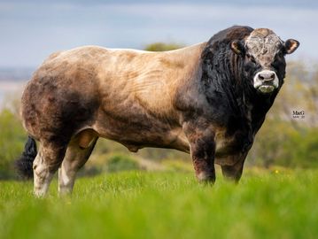 Parthenaise Bull Killerwick 'Odin' Top beef genetics.