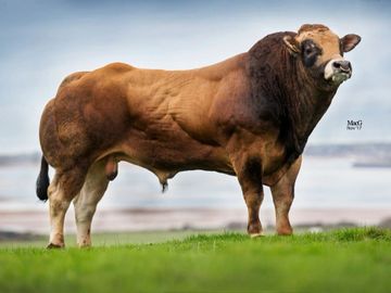 Killerwick Lancelot Pedigree Parthenaise AI Bull