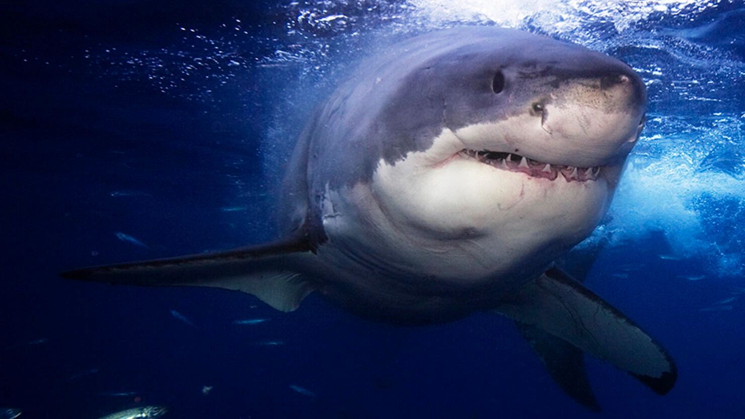 What Sharks Can Teach Us About Survivorship Bias