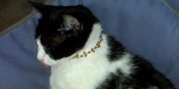 Amber cat collar best sale