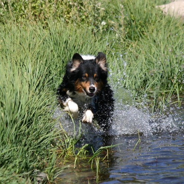 Ranger running in the lake
Bright Eyes Aussies
California Arizona Nevada