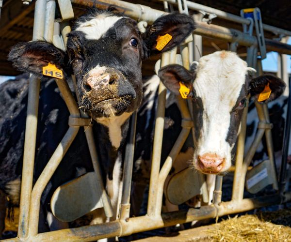 NittanyCow Initial License (Two Years)