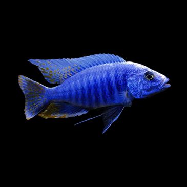 Buy Tropical Fish - Online India Cash on Delivery 