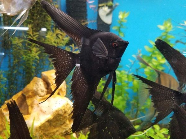 [ 2 Piece Only ₹499 ] Black Marble Angelfish