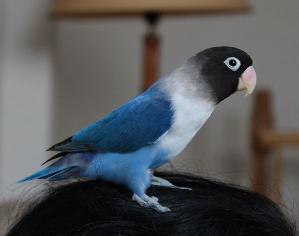 Cobalt store blue lovebird