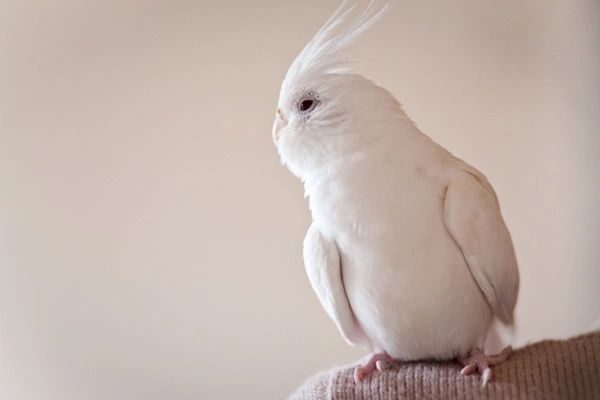 lutino cockatiel pair