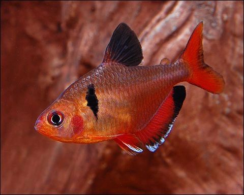 4 Piece ₹599 ] Red Phantom Tetra Fish